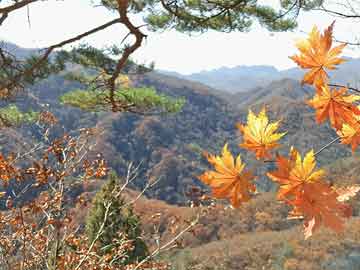 在遭遇抛售之后 英伟达周五盘前领涨美股科技七巨头